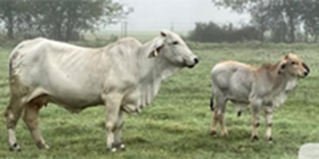 1 Reg. Brahman Pair... Central TX