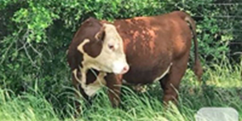 1 Reg. Polled Hereford Bull... East TX