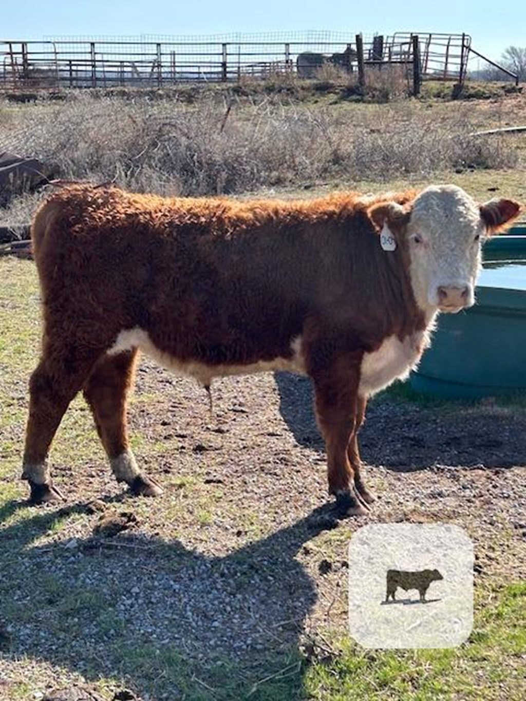 Cattle Range Listing Photo