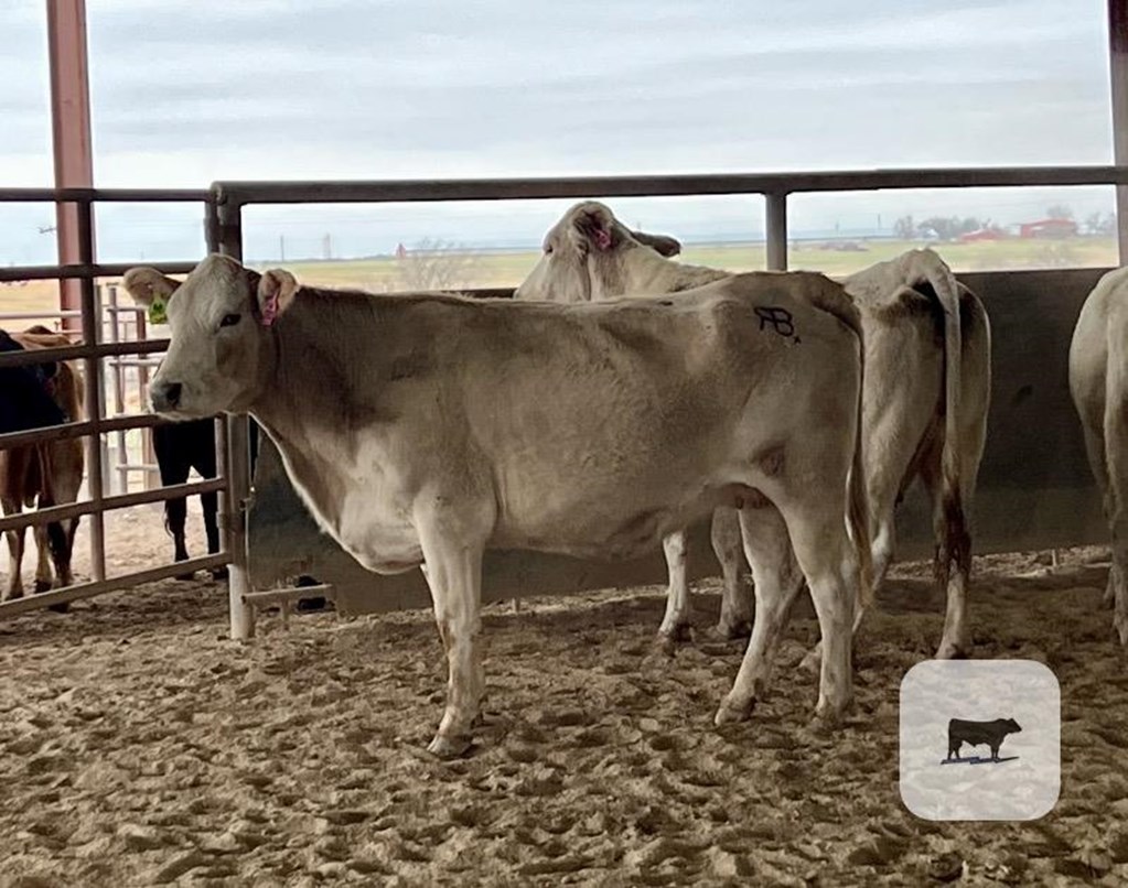 Cattle Range Listing Photo