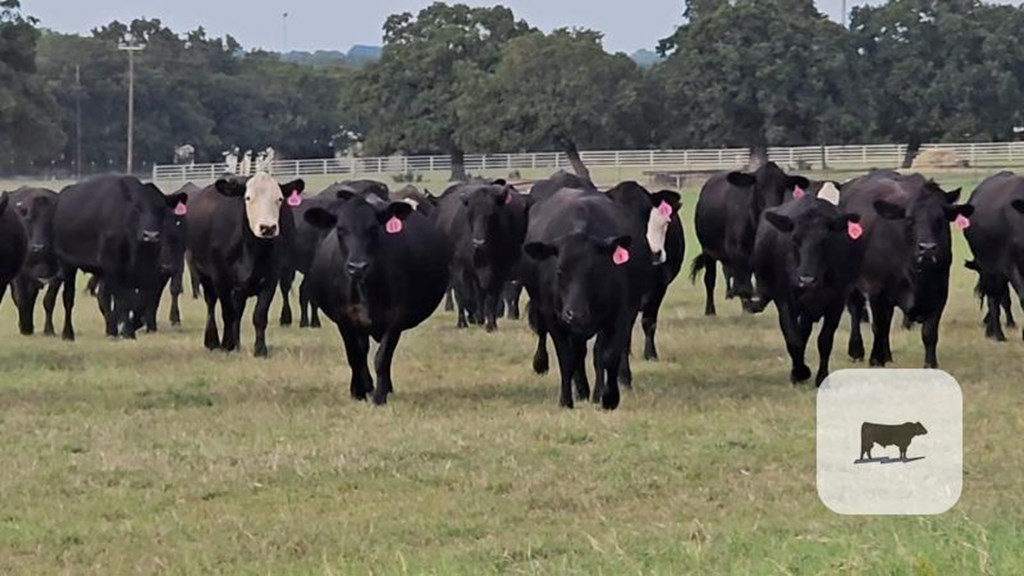 Cattle Range Listing Photo