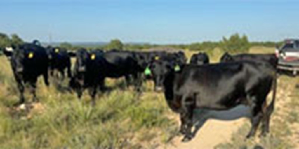 18 Angus Cows... W. Central TX