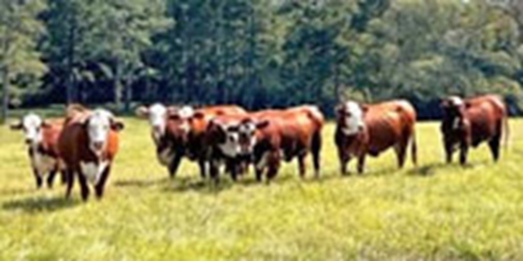 9 Braford Cows... S. Central AL