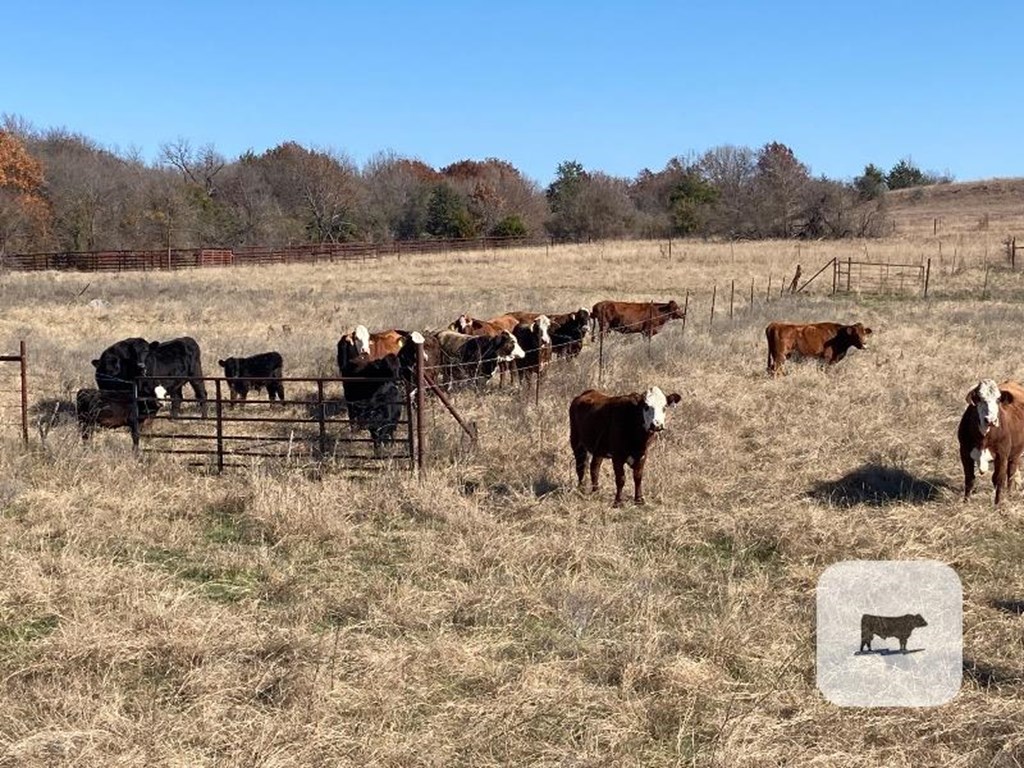 Cattle Range Listing Photo