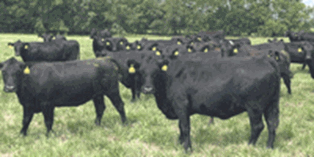 100	Angus & BWF Cows... Southwest MO