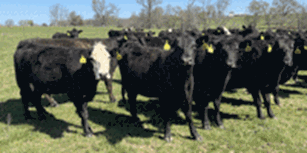 56 Angus & BWF Cows... Southwest MO