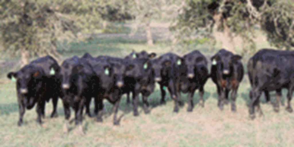 12 Angus Plus Bred Heifers... Central TX
