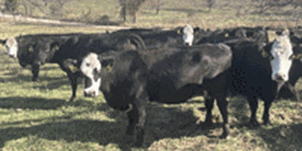 42 Angus & Black Baldy Cows... Southwest MO