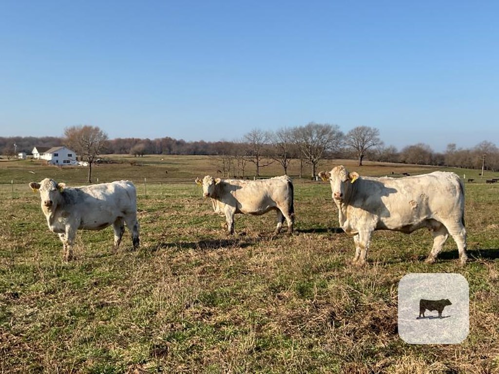 Cattle Range Listing Photo