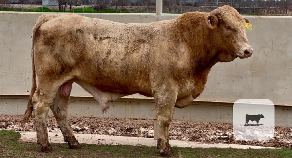 Cattle Range Listing Photo