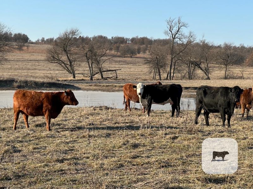 Cattle Range Listing Photo