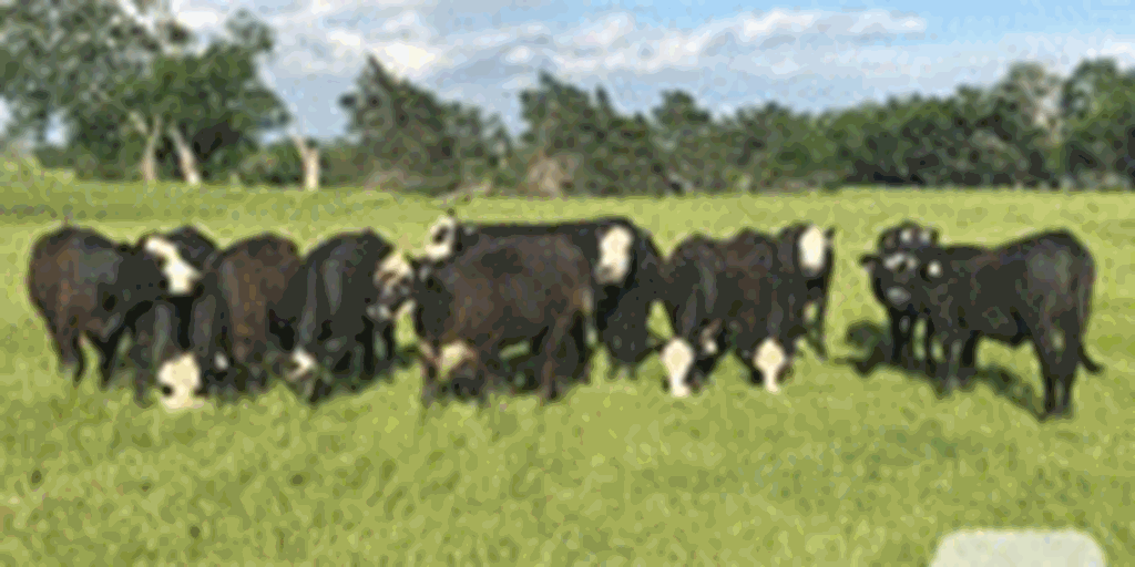 13 Angus/Brangus BWF Bred Heifers... Central TX