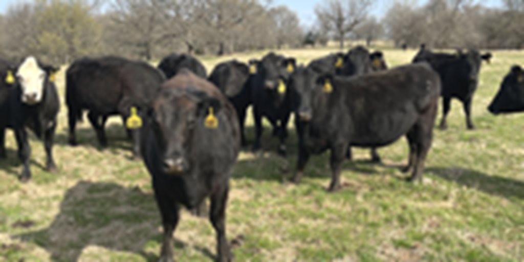 35 Angus & BWF Cows... Southwest MO