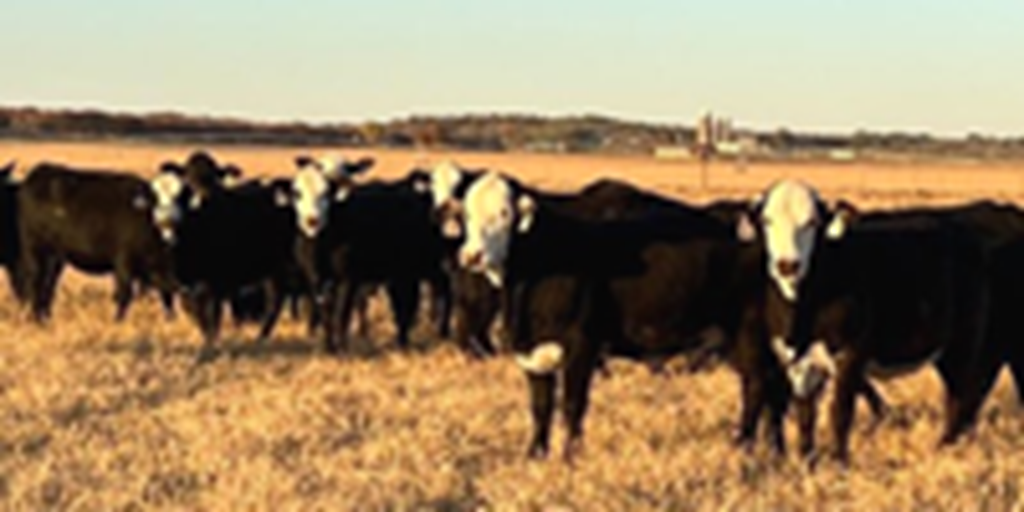 22 Brangus 'Super Baldy' Bred Heifers... N. Central TX