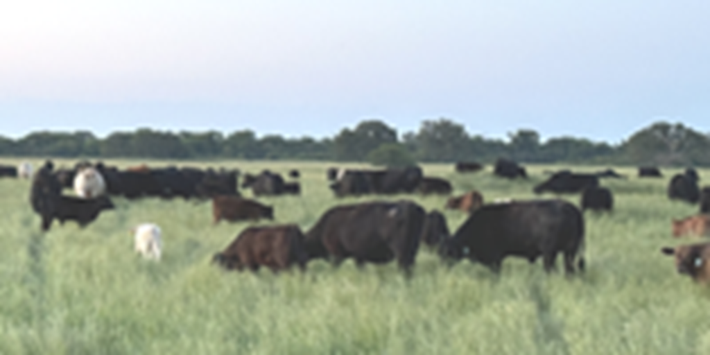 45 Angus Cross Cows w/ 20+ Calves... Northeast TX