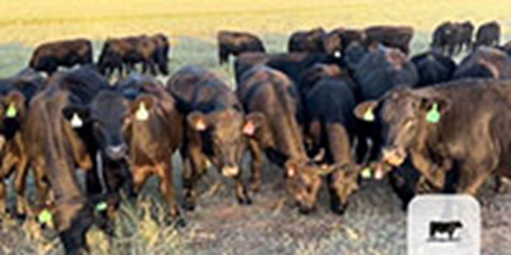 61 Angus Bred Heifers... Central TX ~ FD