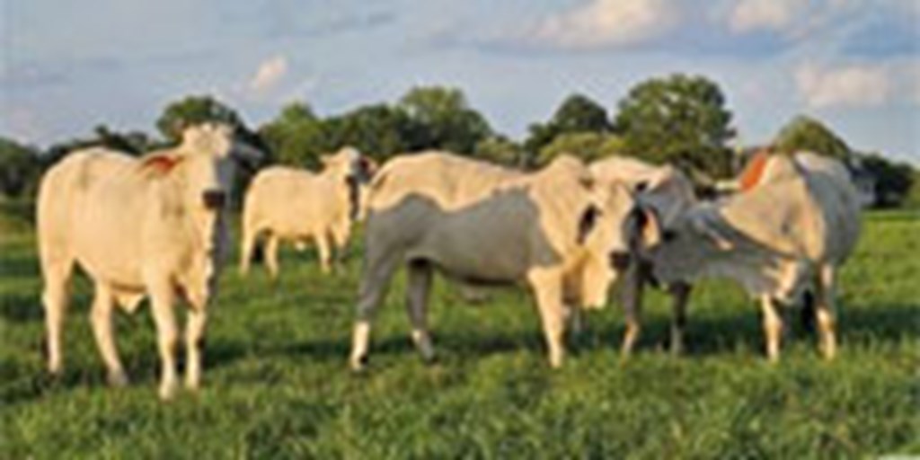 4 Brahman 1st-Calf Pairs... N. Central AL