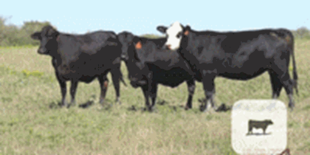 27 Angus & Angus Cross Cows... N. Central TX