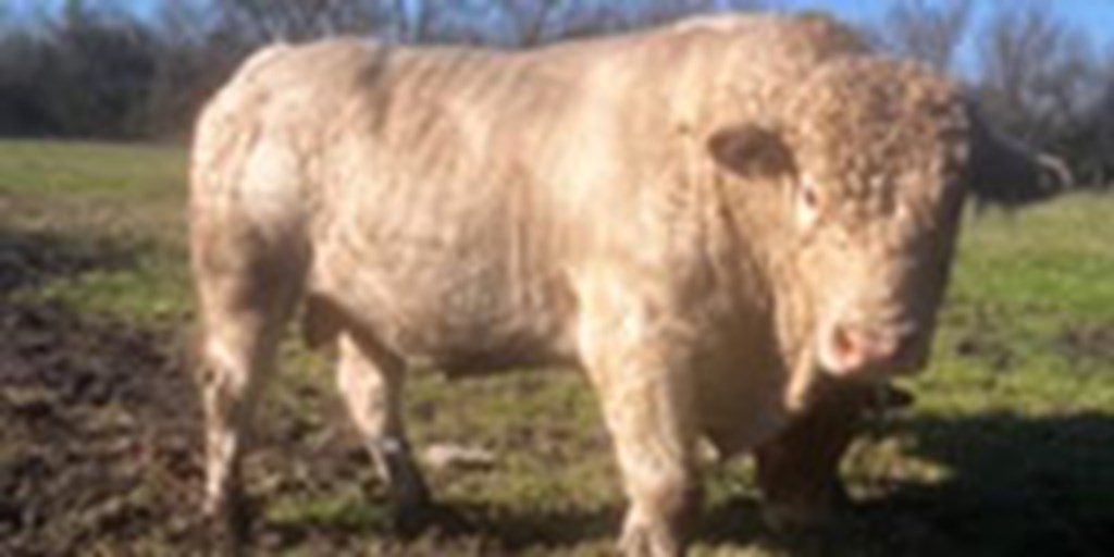 1 Charolais Bull... Northeast TX