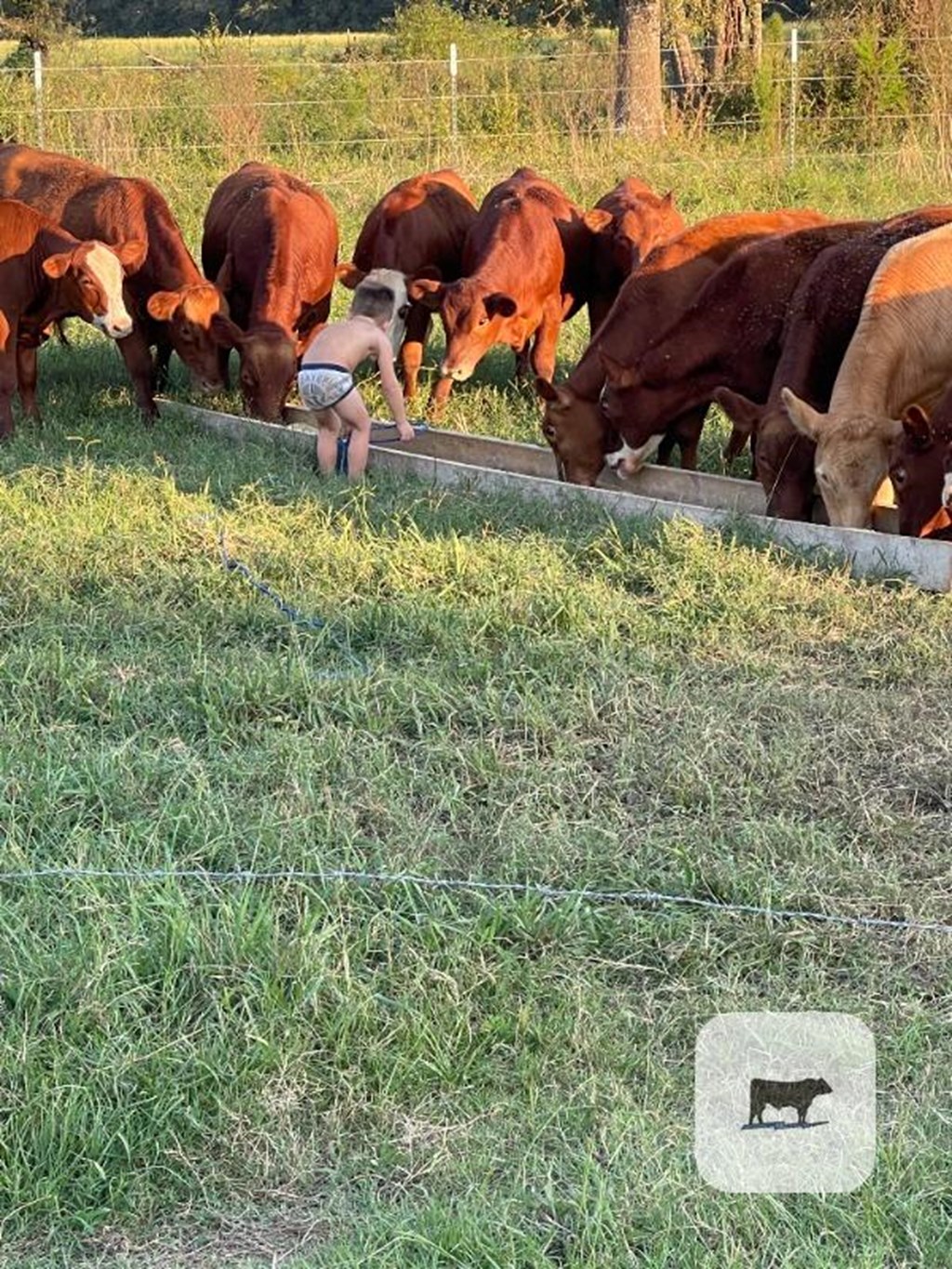 Cattle Range Listing Photo