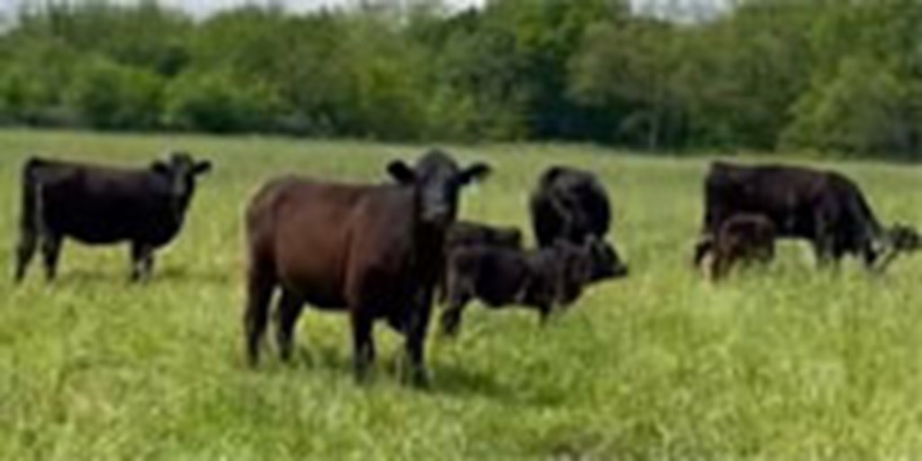 25 Angus Plus Cows w/ 15+ Calves... E. Central OK