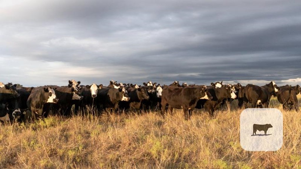 Cattle Range Listing Photo