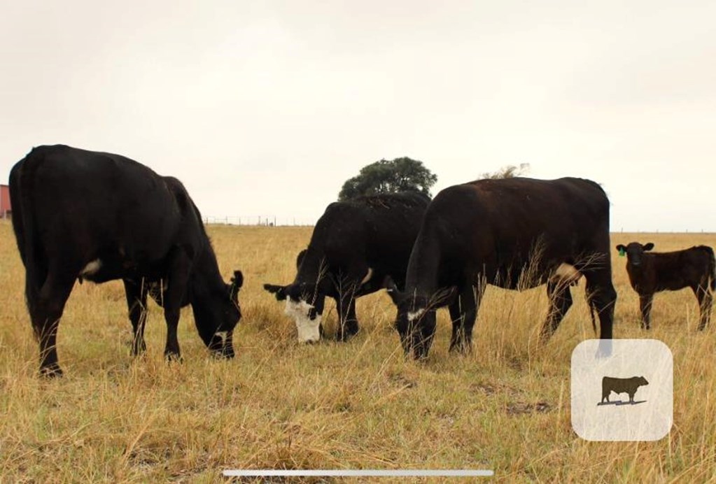 Cattle Range Listing Photo