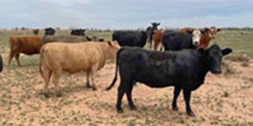 120 Angus, Red Angus & Charolais Cross Cows... W. Central TX