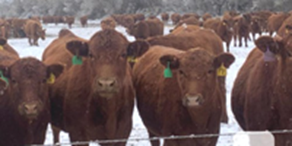 410 Red Angus Bred Heifers... N. Central SD