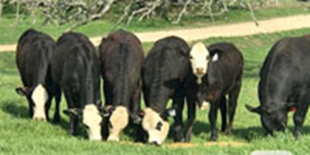 6 Brangus Baldy Bred Heifers... Central TX