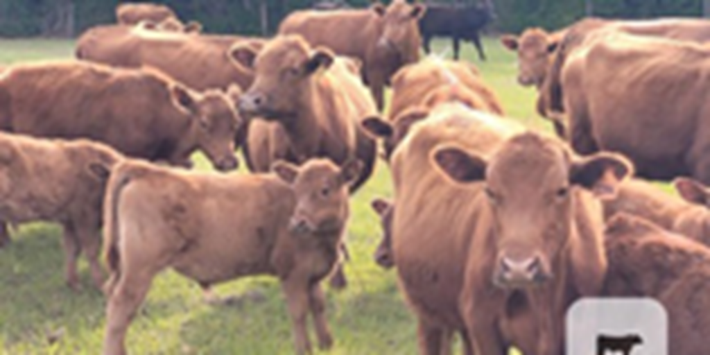 120	Red Angus Cows w/ 80+ Calves... Northern FL
