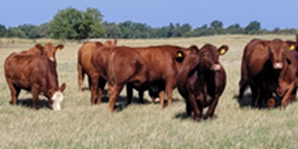 27 Red Angus & RWF Bred Heifers... Central OK