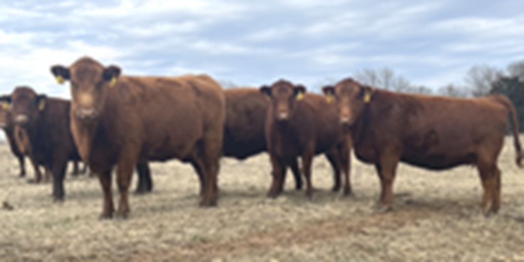 40 Red Angus & RWF Cows w/ 20+ Calves... Southwest MO