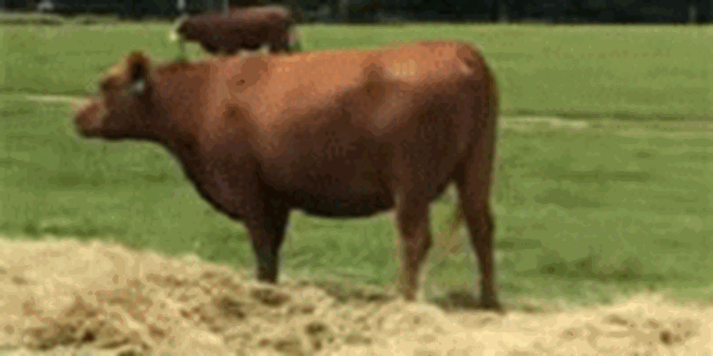 14 Red Angus Cows... Southeast GA
