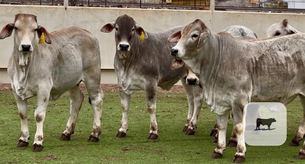 Cattle Range Listing Photo