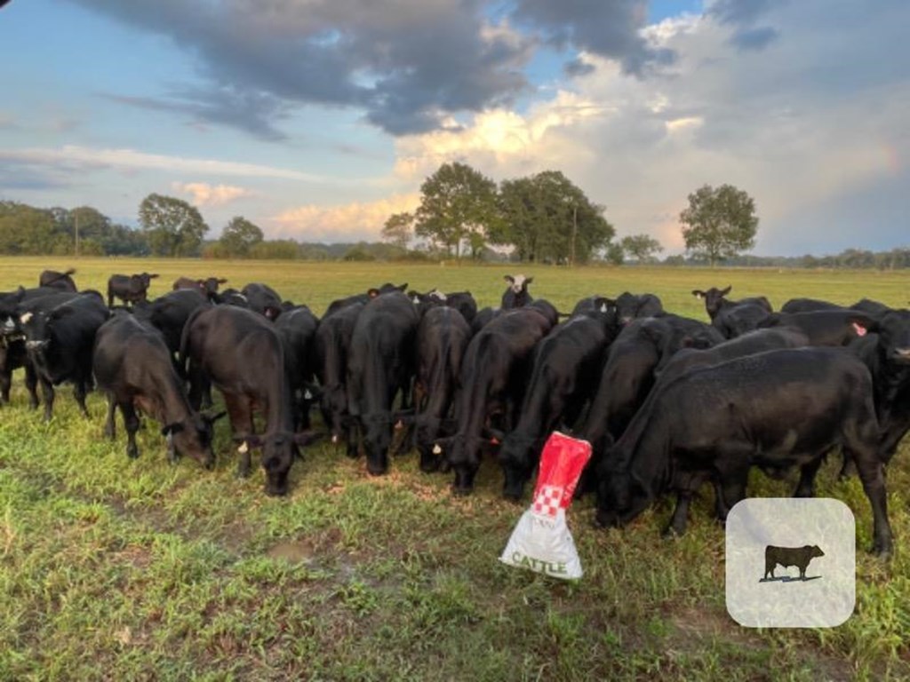 Cattle Range Listing Photo