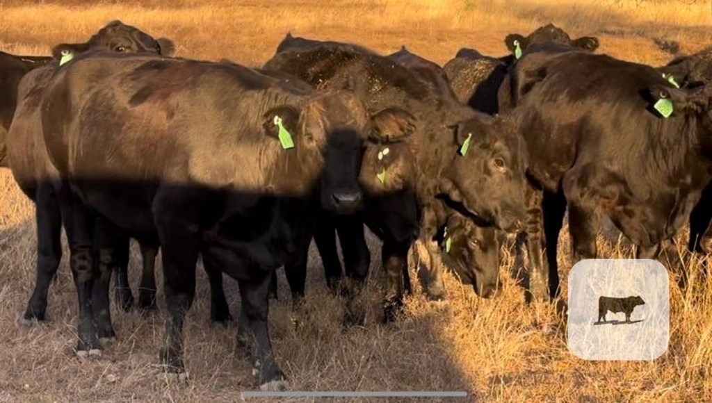 Cattle Range Listing Photo