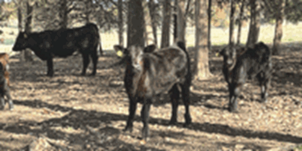 280	Angus & Black Baldy Pairs... Southwest MO