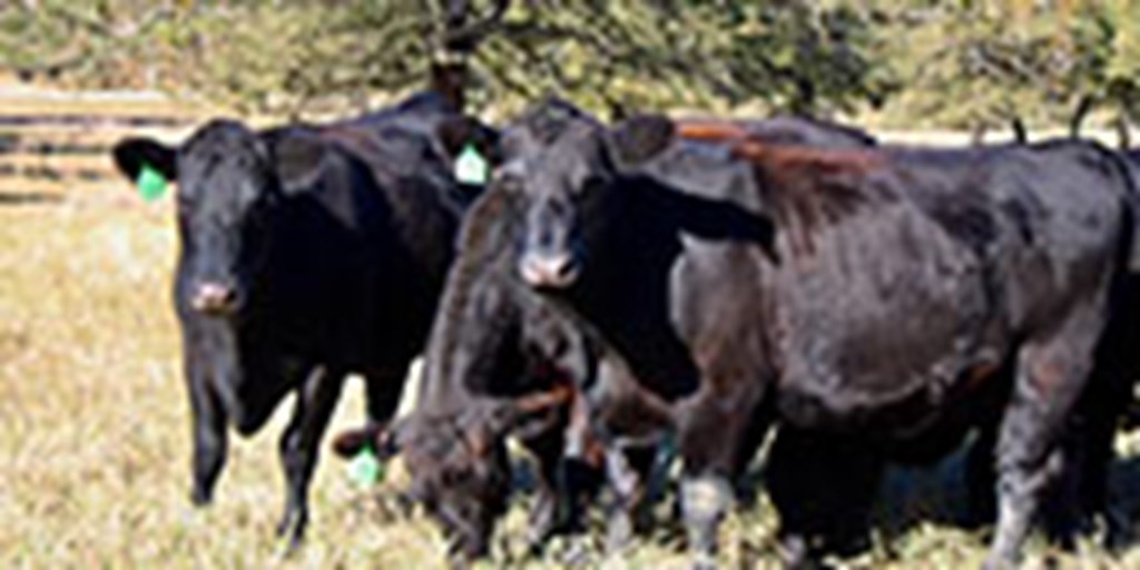 19 Angus Bred Heifers... Central TX