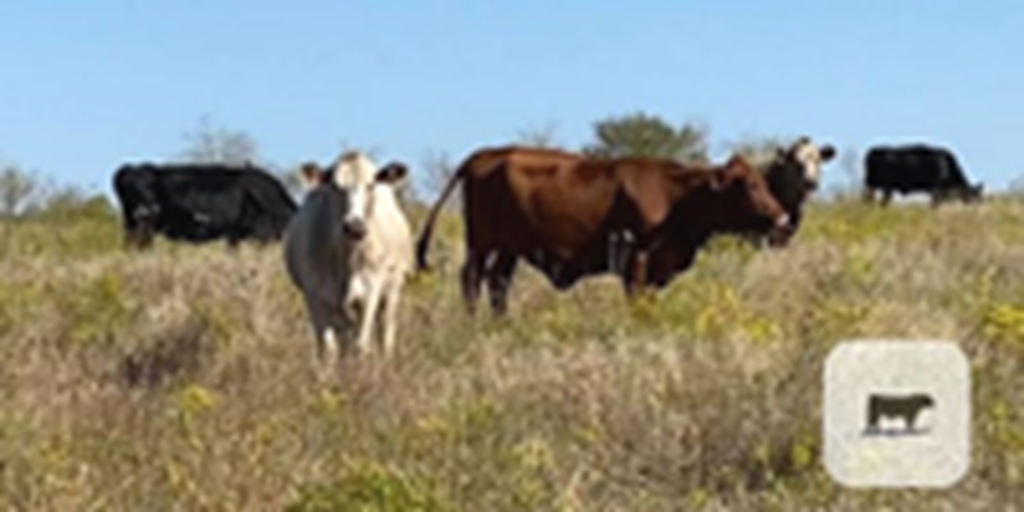 150	Angus, Charolais, & Red Angus Open Cows... North TX