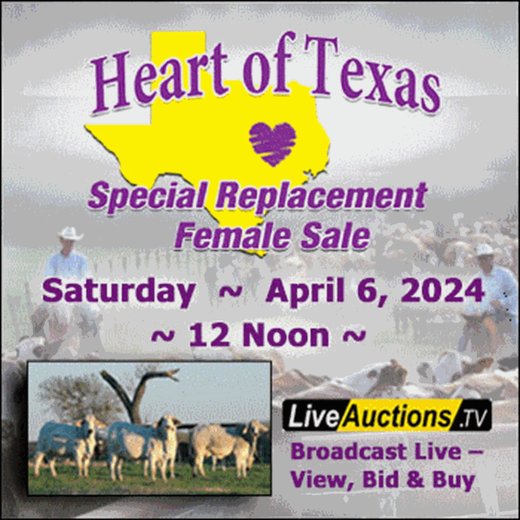 Heart of Texas Special Replacement Female Sale