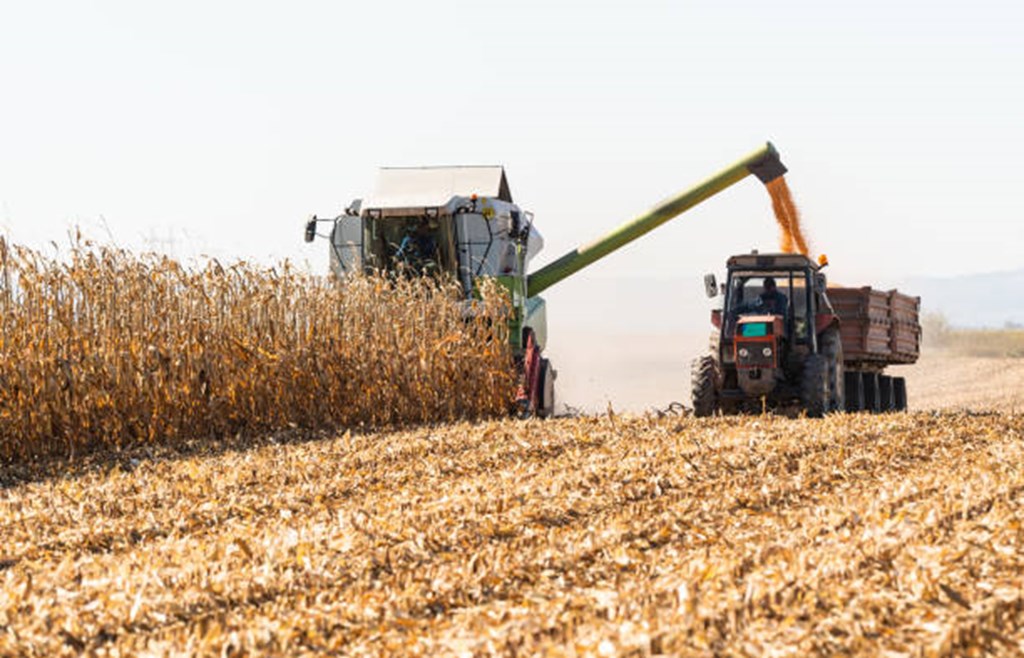 Corn Crop Mature & Harvested as of 10/20/24