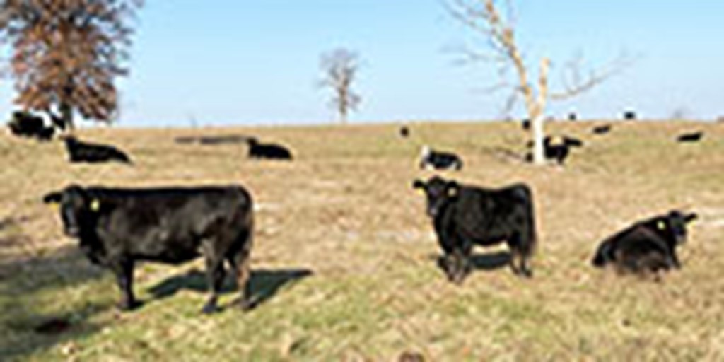 40 Angus & BMF Cows... Southwest MO