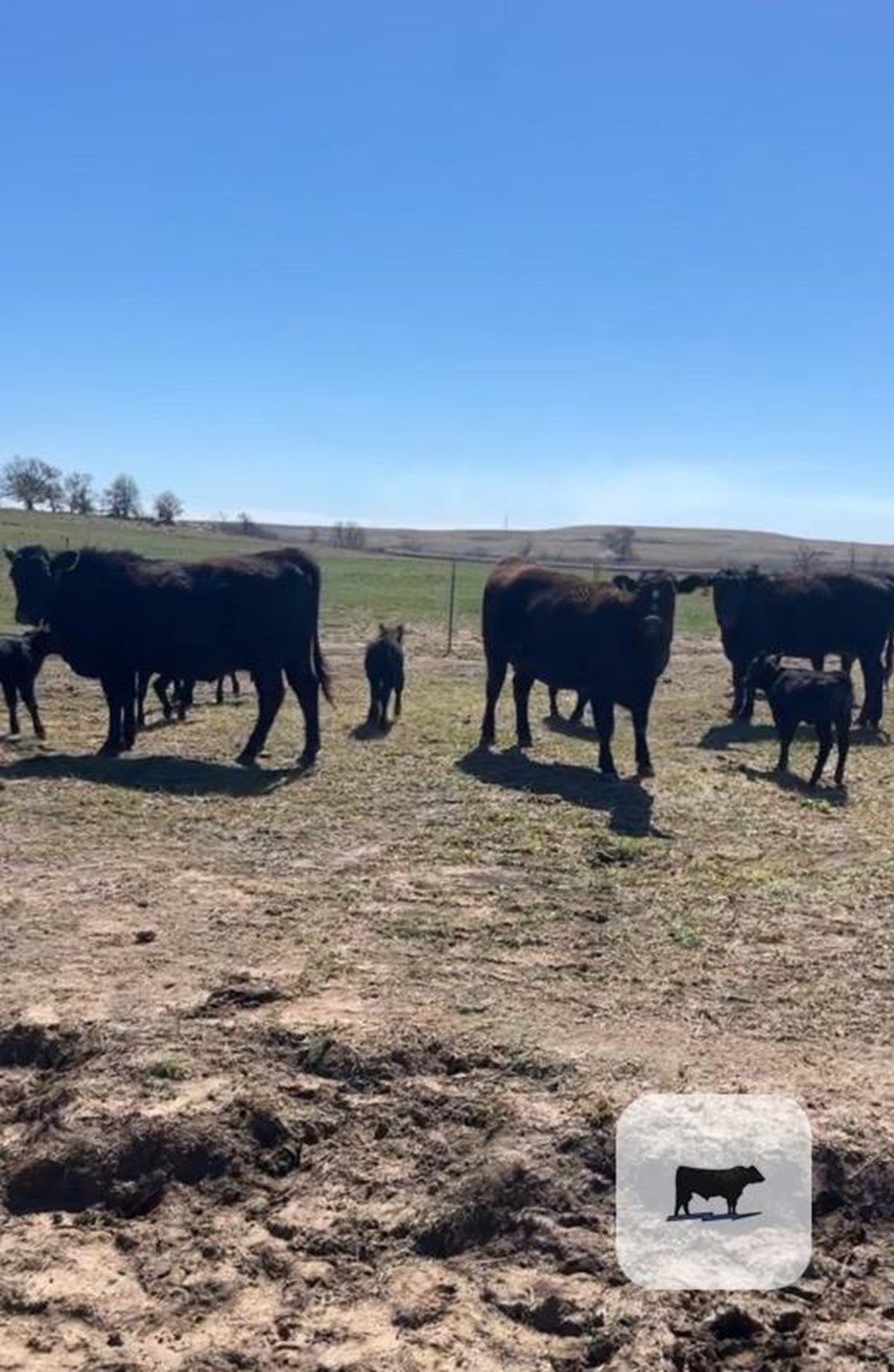 Cattle Range Listing Photo