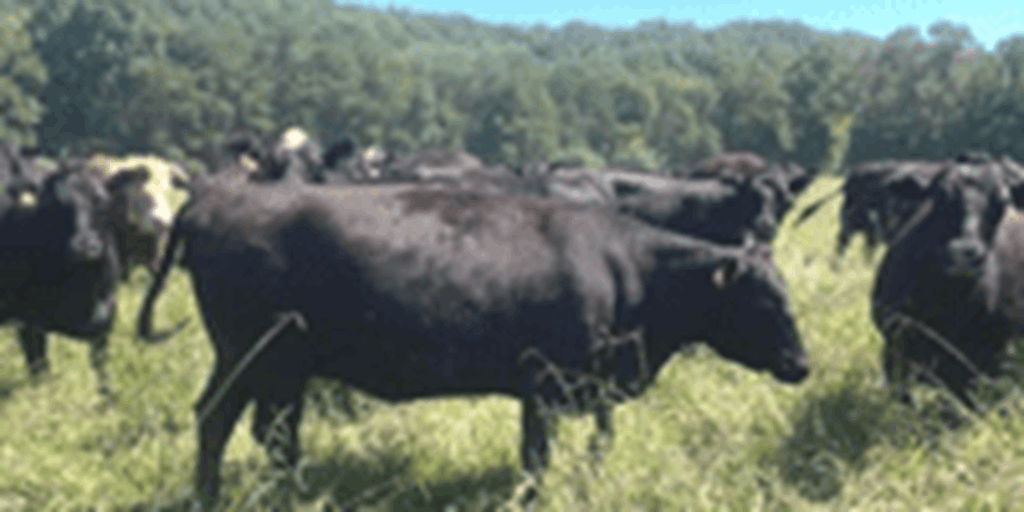 50	Angus Cows... Central TN