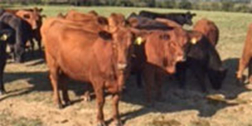 24 Red Angus Bred Heifers... Central TX