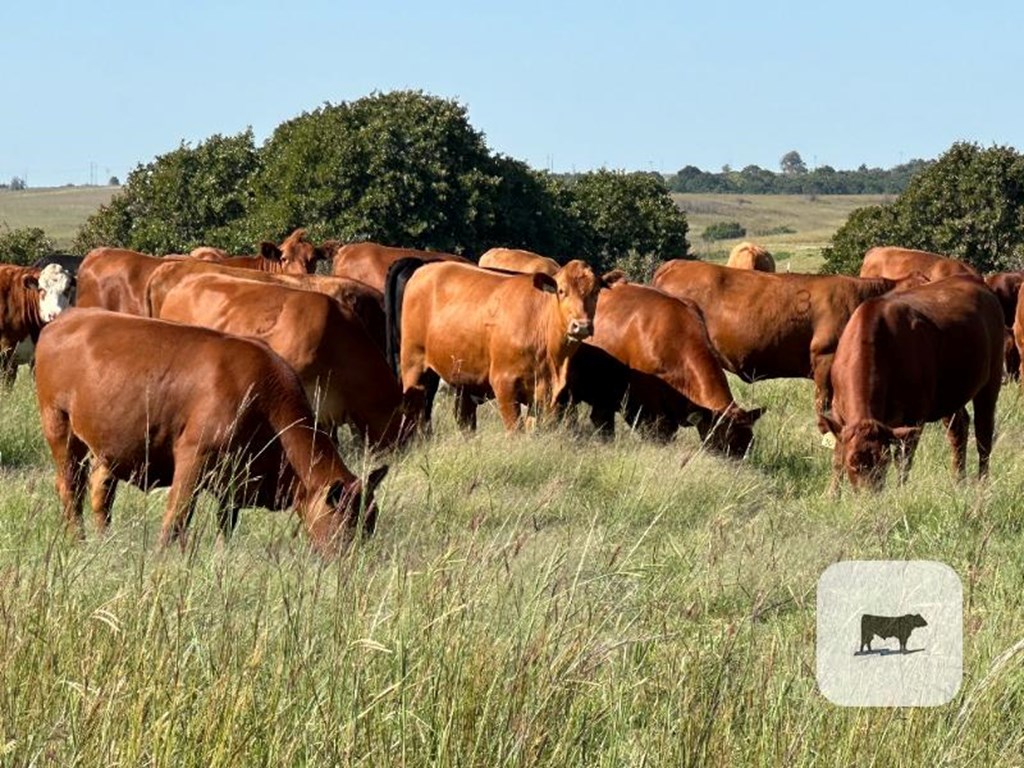 Cattle Range Listing Photo