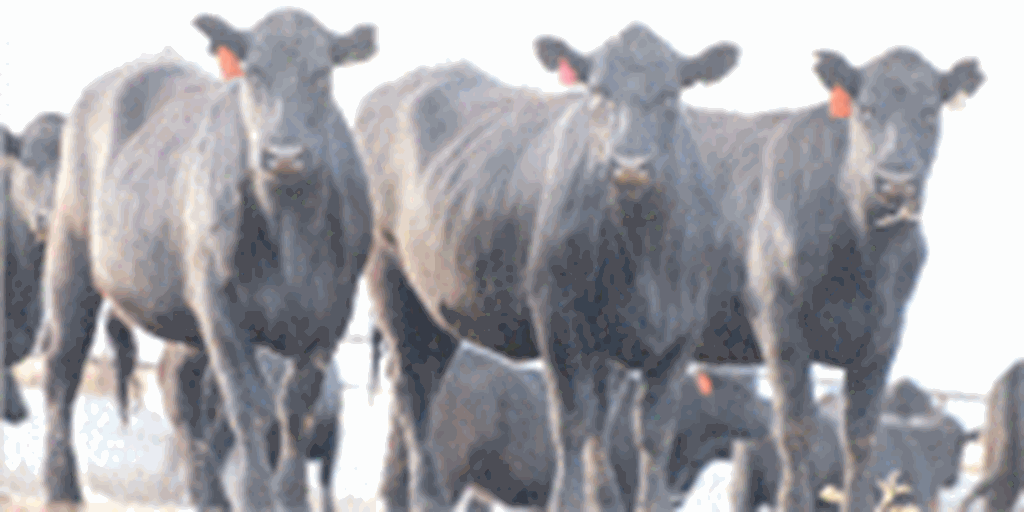 78 Angus Bred Heifers... Southwest MT