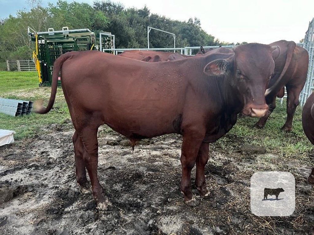 Cattle Range Listing Photo