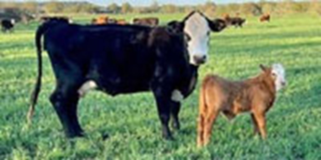 32 Crossbred 1st-Calf Heifers w/ 15+ Calves... Central TX